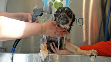 Horizons at Autumn Ridge Pet Spa