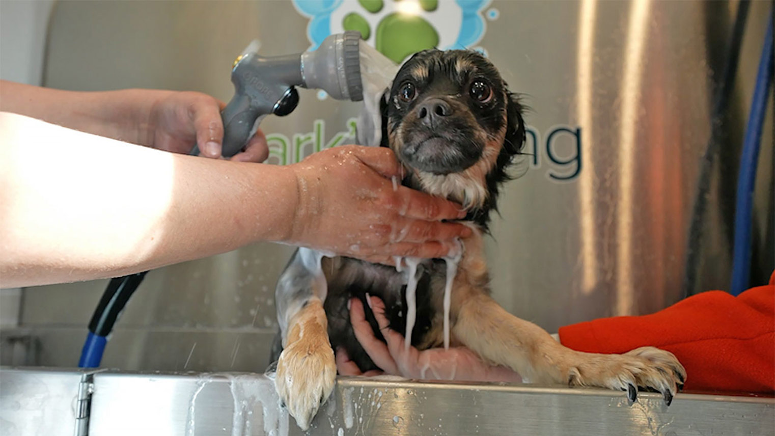 Horizons at Autumn Ridge Pet Spa